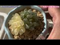 NEW ARRIVALS!! Giới thiệu giống cây mới Haworthia