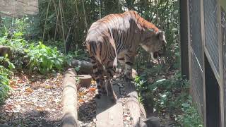 スマトラトラのようすです【2023年4月9日】【上野動物園】