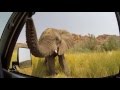 Very curious elephant in Damaraland, Namibia!