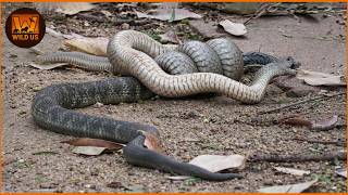 Deadliest Snake Attacks Caught on Camera | Wild Animals