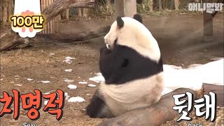 요 귀요미 판다가 내 심장을 뚜드려판다 ㅣ Click A Panda On The Screen To Make Him Look Back