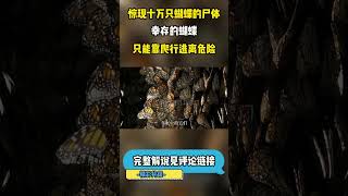 （2/3）惊现十万只蝴蝶的尸体，幸存的蝴蝶只能靠爬行逃离危险 #科普 #自然 #动物 #冷知识