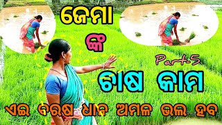 ଧାନ ରୁଆ ପ୍ରଣାଳୀ 🌾। ଏଇ ବର୍ଷ ଭଲ ଧାନ ଅମଳ ହବ।