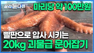 통발에 불가사리만 잡혀 분위기 안좋은 선상 위, 타이밍 좋게 줄줄이 걸려든 20kg 괴물급 문어들 | 어부들의 필살기 | 극한직업 | #골라듄다큐