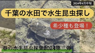 千葉の水田で水生昆虫探し【春の水生昆虫採集第3弾】