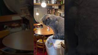 #風の猫　炊飯器の上で待ちくたびれた猫…　#Shorts