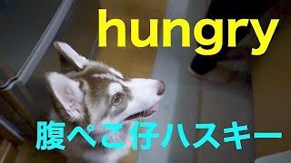 シベリアンハスキー超腹ペコの早喰い♪