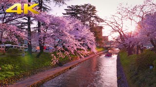 4K Japan Walk🌸Cherry blossoms in sunset  [松川べり]