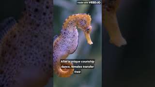 Male seahorses give birth #youtube #video #viral #trending #entertainment #animals