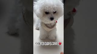 나는야 똑순이🐶 #미니비숑 #강아지 #강아지일상 #강아지브이로그