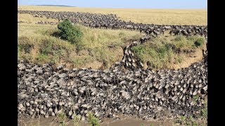 Tens of thousands of wildebeests migrate across the Mara River (Kenya) 20180802