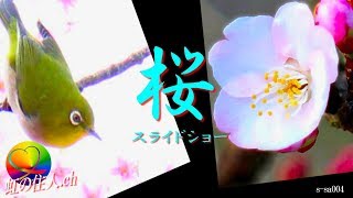 桜（サクラ）【スライドショー】 Cherry Blossom slideshow [s-sa004]