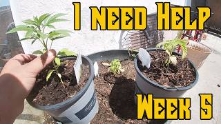 Week 5 Cannabis Grow with Me: North Atlantic Seed Co Review