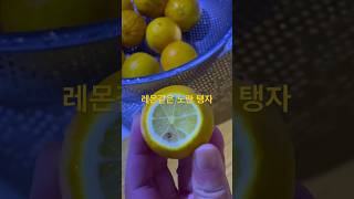 감기와 염증에 좋은 탱자청 이렇게 만들어요~#garden #food #recipe #nature