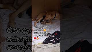 එයා දැං අම්මි බබෙක් 🥰 #fyp #fypシ゚ #fypage #foryou #love  #foryoupage #puppies #virlshorts  #shorts