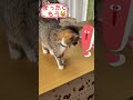 うちのねこ❣️6匹揃った初めての夜✨🤗💕 かわいい だいすき なかよし あまえんぼ ねこの動画