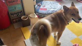 ババアと戯れてあげるオイヌ様（雑種犬）