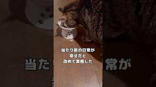 ご機嫌な猫#cat #猫動画 #癒し#shorts