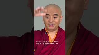 Let's Flourish with the Environment - Mingyur Rinpoche #ecodharma