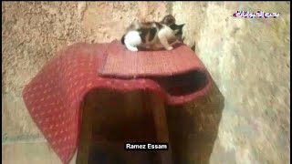 نقلت القطط الصغيرة على الكرسى لحمايتها من برد الارض والمطر - Protecting kittens from cold