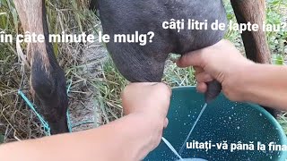 mulgem caprele! câți litri de lapte iau?[DESCRIERE]