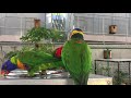 beautiful parrots close up with live sounds చిలుకలు तोता perroquet 4k chitti chilakamma