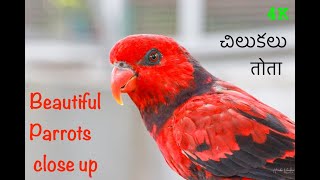 Beautiful Parrots close up with live sounds  | చిలుకలు | तोता | perroquet | #4K | Chitti Chilakamma