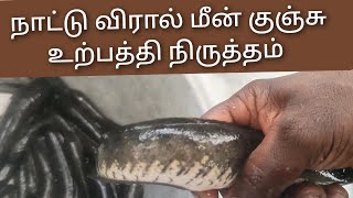 நாட்டு விரால் மீன் குஞ்சு உற்பத்தி நிருத்தம்