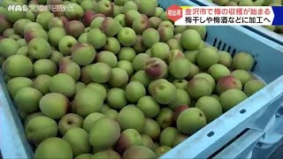 金沢市で梅の収穫始まる　初出荷