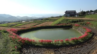 【4k】御所市の彼岸花スポット　A cluster amaryllis spot in Gose City (Nara, Japan)(2021)