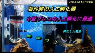 製品紹介：人工孵化器（海外製）小型プレコの人工孵化に最適。実際の孵化映像で紹介