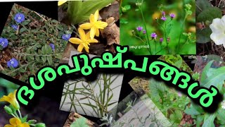 Dasapushpangal details in malayalam/ ദശപുഷ്പങ്ങളെക്കുറിച്ച് ഇത്രയും അറിയുമോ...?