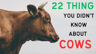 22 Things You Didn't Know About Cows!