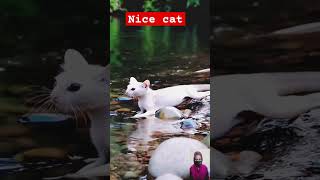 অদ্ভুত বিড়াল। #catt #catvideos #cutecate #funny #cute #cuteanimal #catlover