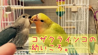 はじめはみんな赤ちゃん。Happy birthday（ピッちゃん・ハイジ１歳になります）コザクラインコ