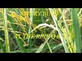 YUYO SAM GOES ON  THE RICE FIELD FOR QUESTION & ANSWER PORTION,  [ Asian Rice Farming  ] H.D.