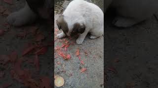 New Born Stray Pup eats raw carrots | Mountain Village | Nature Buddies #viral #shortsfeed #animals