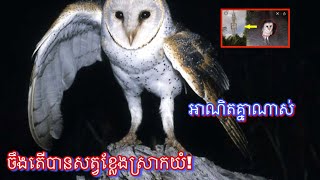 ប្រវត្តិដើមចមដែលធ្វើឱ្យសត្វខ្លែងស្រាកយំ