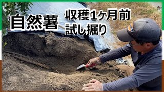 【自然薯栽培】収穫1か月前　試し掘り