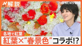 東京でもようやく紅葉　全国の紅葉の色づきマップ、紅葉×“春景色”コラボ！？【Nスタ解説】｜TBS NEWS DIG