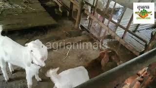 a documentary cinema about boyar breed goats  farmer tarabenahalli umesh #agrianimals