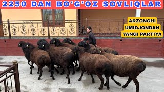 UDAR BOG'OZ KASHTANLAR QO'ZI NARXIDA ☎️+998916754050