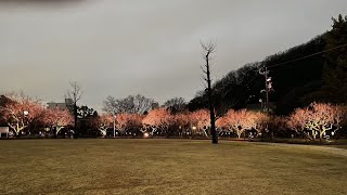 開園150周年記念梅林公園ライトアップ~幻想的な光と花~