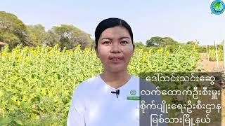 ဆောင်းသီးနှံနေကြာနိုင်ငံ့စီးပွားမြှင့်တင်ရေးရန်ပုံငွေ(ပြည်ထောင်စု)သွင်းအားစုပေးအပ်ပွဲ အခမ်းအနာကျင်းပ