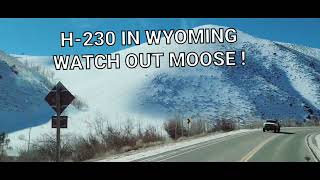 H-WAY230 WYOMING MY FIRST MOOSE! KEEP YOUR EYES OPEN #TRUCKERSTRAVELS#MABELTHUMMA