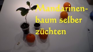 Mandarinenbaum selber ziehen züchten pflanzen so wirds gemacht Mandarinenkern einpflanzen