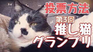 第3回#推し猫グランプリ 投票開始\u0026投票方法