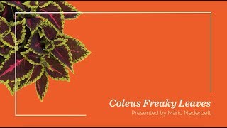 Flowertrials Highlight: Coleus Freaky Leaves. German Subtitles