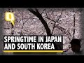 The Quint: It’s Springtime! Japan, South Korea Blanketed In Cherry Blossoms