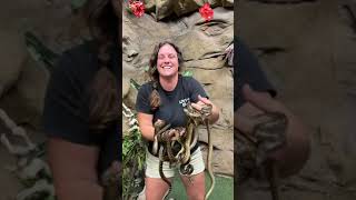 Anacondas baby omg ! #animals #snakes #shorts #wild #annaconda #venomous #discovery